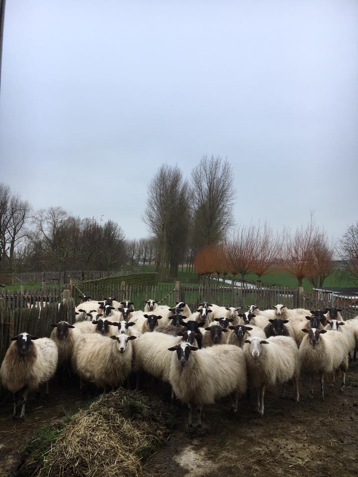 schapen-boerderij
